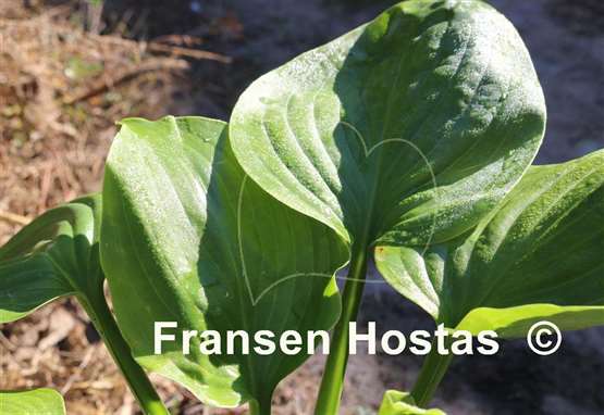 Hosta Green Blimp
