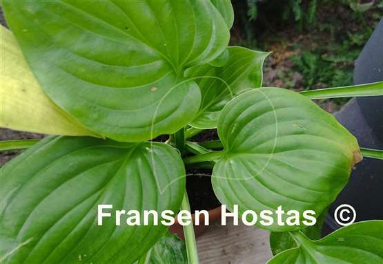 Hosta Green Blimp