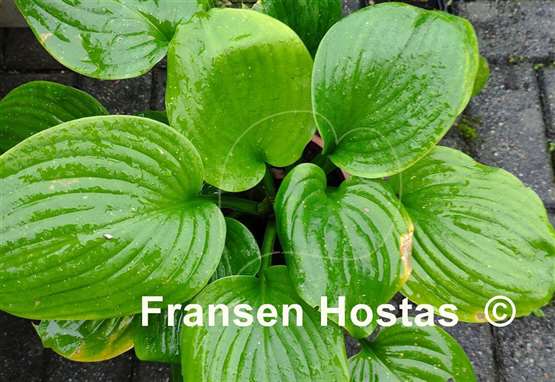Hosta Green Blimp 