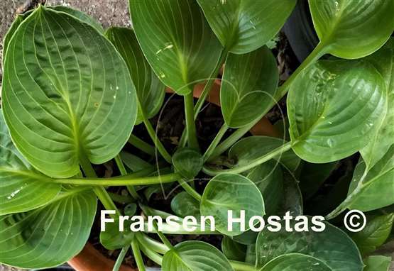 Hosta Green Cups