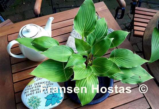 Hosta Green Deal