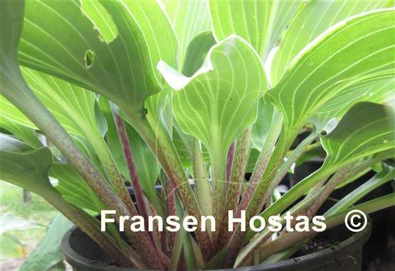 Hosta Green Deal