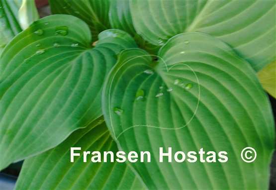 Hosta Green Deal