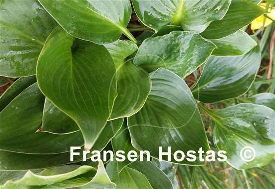 Hosta Green Deal