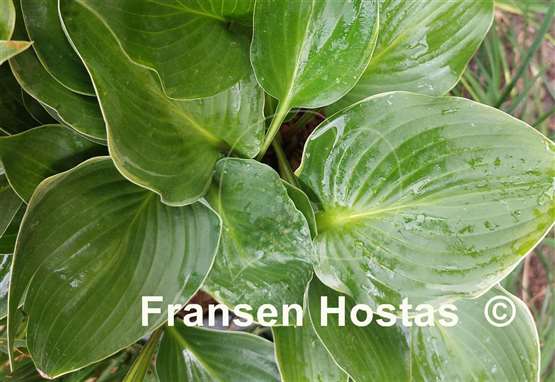 Hosta Green Deal