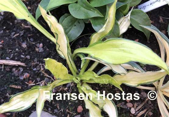 Hosta Green Eyes