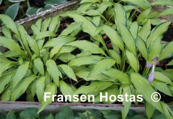 Hosta Green Eyes