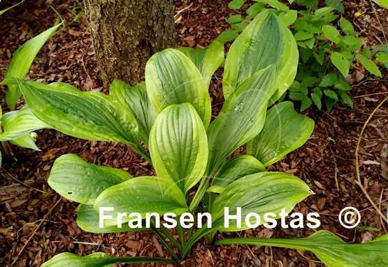 Hosta Green Flash