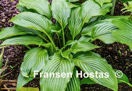 Hosta Green Fountain