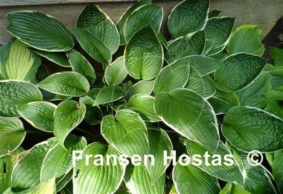 Hosta Green Gold