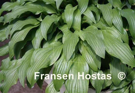 Hosta Green Kabitan