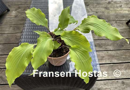 Hosta Green Lava