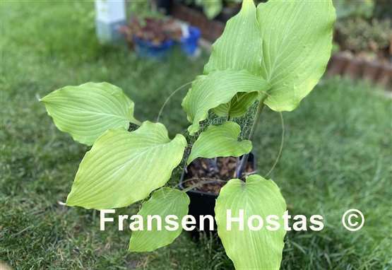 Hosta Green Lava
