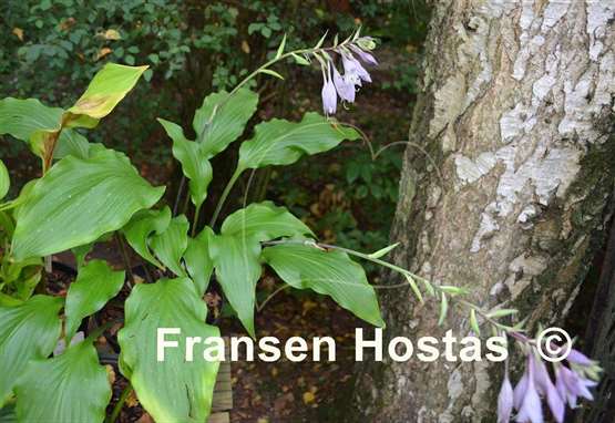 Hosta Green Lava