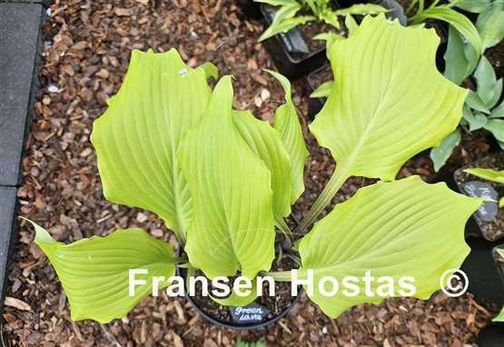 Hosta Green Lava