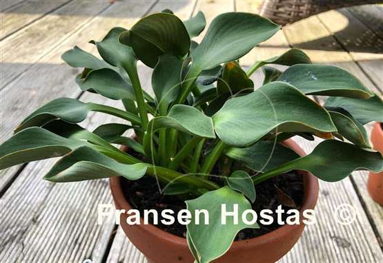 Hosta Green Mouse Ears