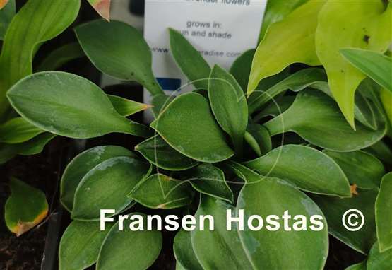 Hosta Green Mouse Ears