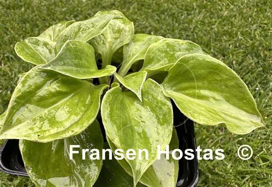 Hosta Green Point