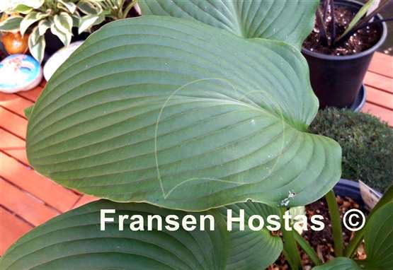 Hosta Green River