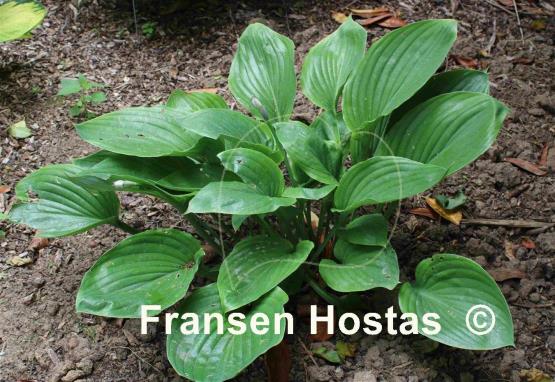 Hosta Green Sheen