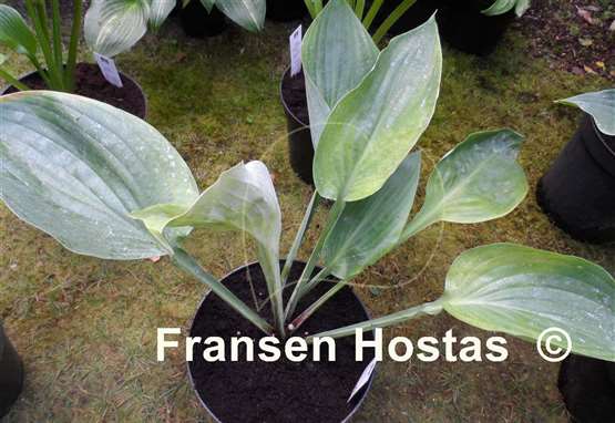 Hosta Green Sheen