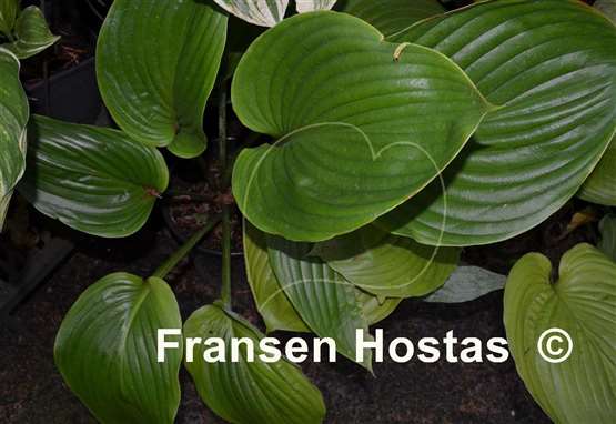Hosta Green Sheen
