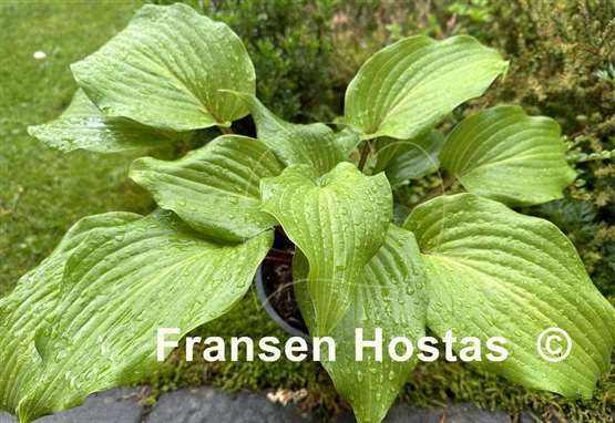 Hosta Green Sparkler