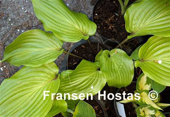 Hosta Green Sparkler