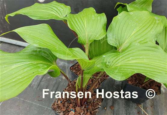 Hosta Green Sparkler
