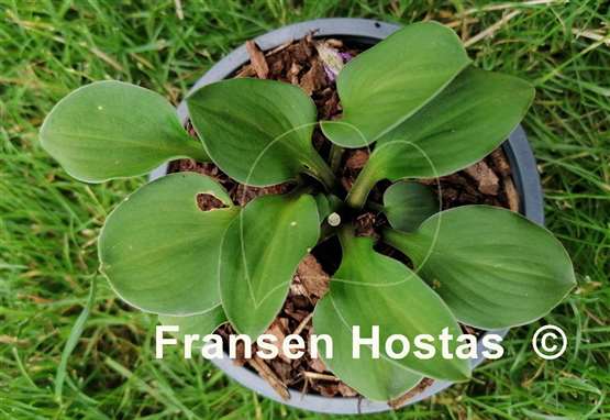 Hosta Green Thumb