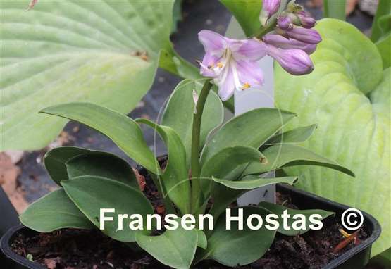 Hosta Green Thumb