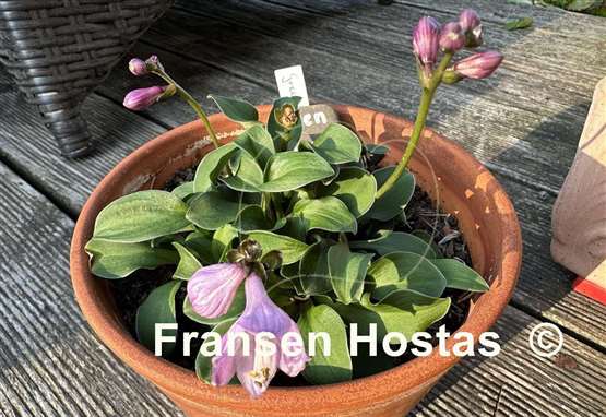 Hosta Green Thumb