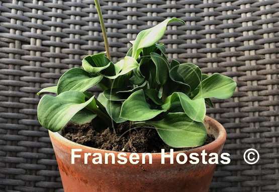 Hosta Green Thumb