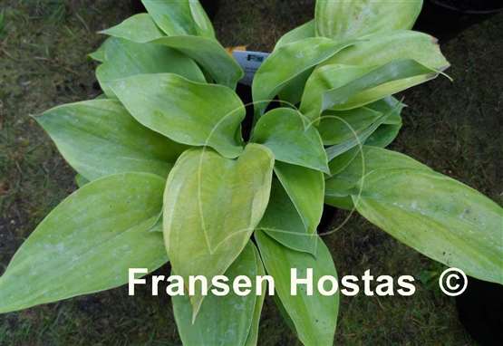 Hosta Green Wedge