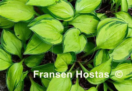 Hosta Green with Envy