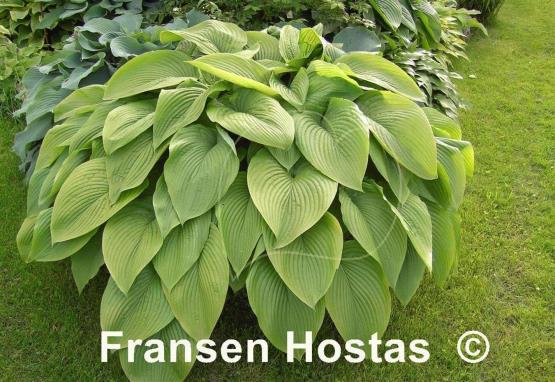 Hosta Green Acres