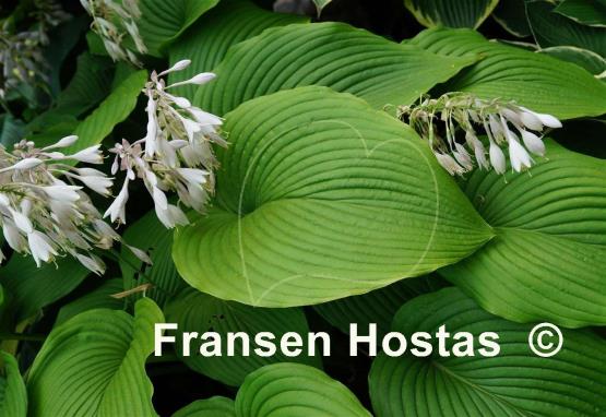 Hosta Green Acres