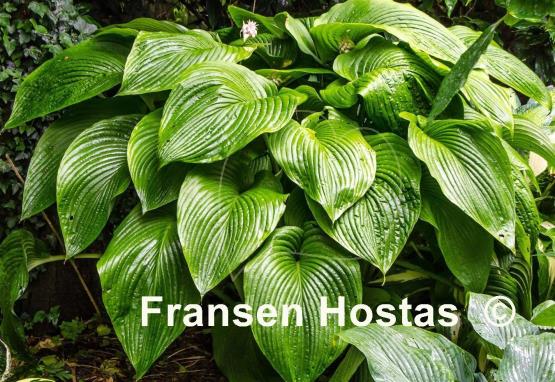Hosta Green Acres