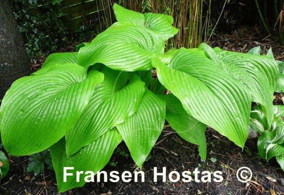 Hosta Green Acres