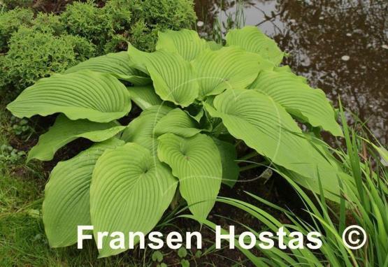 Hosta Green Acres