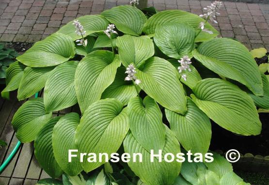 Hosta Green Acres