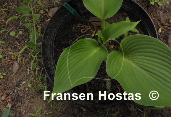 Hosta Green Angel