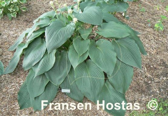 Hosta Green Angel