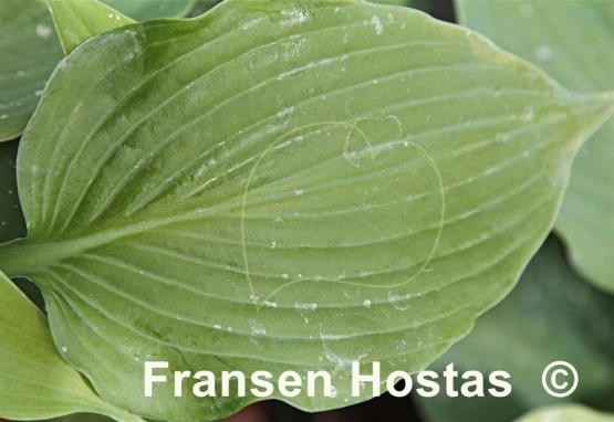 Hosta Green Cheese