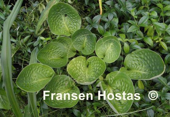 Hosta Green Cups