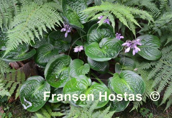 Hosta Green Cups