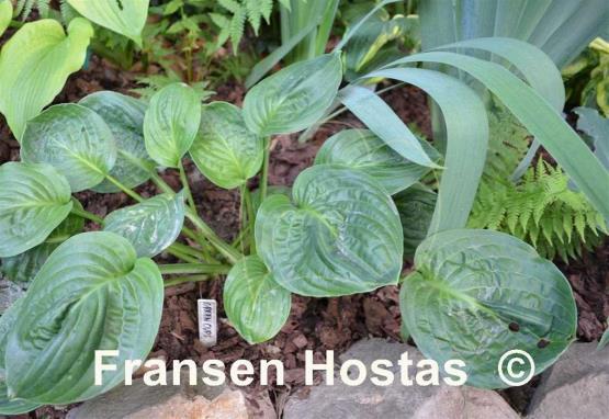Hosta Green Cups