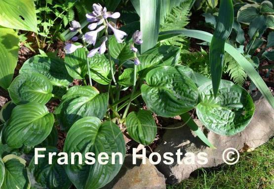 Hosta Green Cups