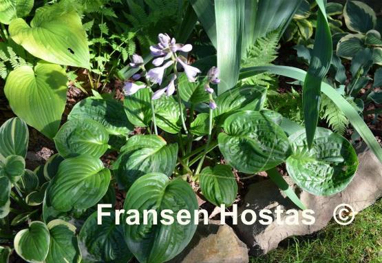 Hosta Green Cups