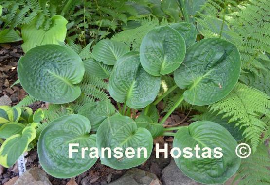 Hosta Green Cups
